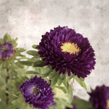 Kare biçiminde eski dokulu kağıt arka planda sonbahar Aster