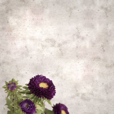 Kare biçiminde eski dokulu kağıt arka planda sonbahar Aster