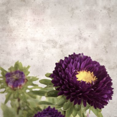 Kare biçiminde eski dokulu kağıt arka planda sonbahar Aster