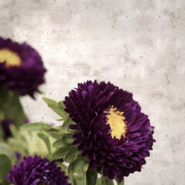 Kare biçiminde eski dokulu kağıt arka planda sonbahar Aster