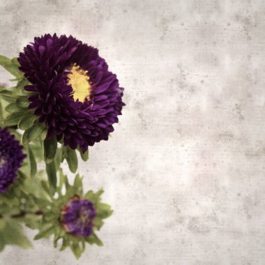 Kare biçiminde eski dokulu kağıt arka planda sonbahar Aster