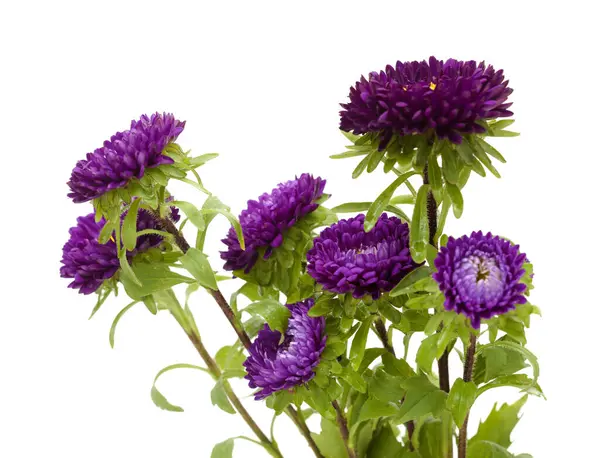 Callistephus chinensis, Çin paskalyası ya da yıllık paskalya, beyaz arka planda izole edilmiş. 