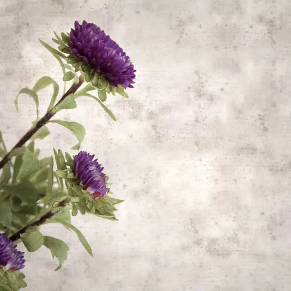 Kare biçiminde eski dokulu kağıt arka planda sonbahar Aster