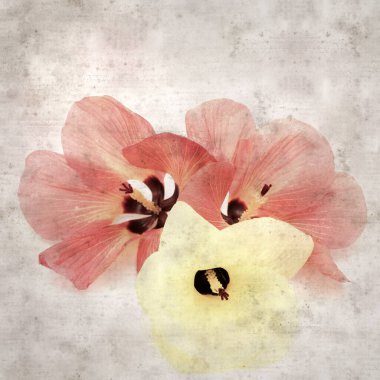 Hibiscus tiliaceus çiçekleri, sahil ambargosu içeren eski ve şık kağıt kaplama arka plan