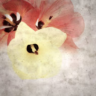 Hibiscus tiliaceus çiçekleri, sahil ambargosu içeren eski ve şık kağıt kaplama arka plan