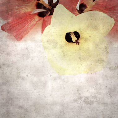 Hibiscus tiliaceus çiçekleri, sahil ambargosu içeren eski ve şık kağıt kaplama arka plan