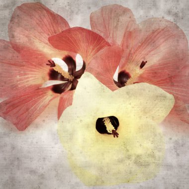 Hibiscus tiliaceus çiçekleri, sahil ambargosu içeren eski ve şık kağıt kaplama arka plan