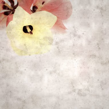 Hibiscus tiliaceus çiçekleri, sahil ambargosu içeren eski ve şık kağıt kaplama arka plan