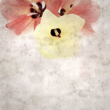 Hibiscus tiliaceus çiçekleri, sahil ambargosu içeren eski ve şık kağıt kaplama arka plan