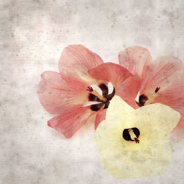 Hibiscus tiliaceus çiçekleri, sahil ambargosu içeren eski ve şık kağıt kaplama arka plan