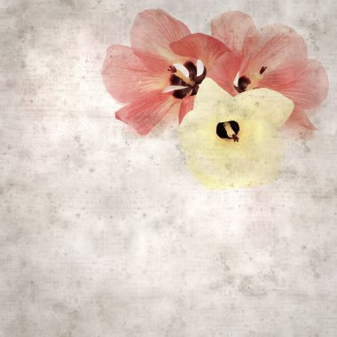 Hibiscus tiliaceus çiçekleri, sahil ambargosu içeren eski ve şık kağıt kaplama arka plan