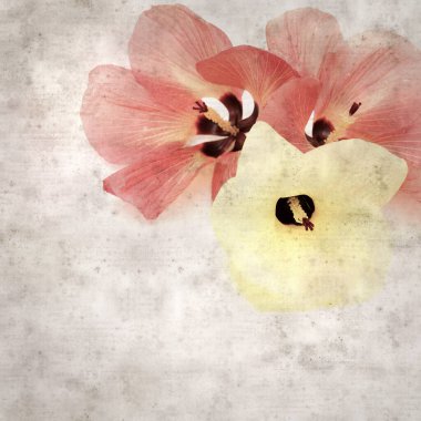 Hibiscus tiliaceus çiçekleri, sahil ambargosu içeren eski ve şık kağıt kaplama arka plan