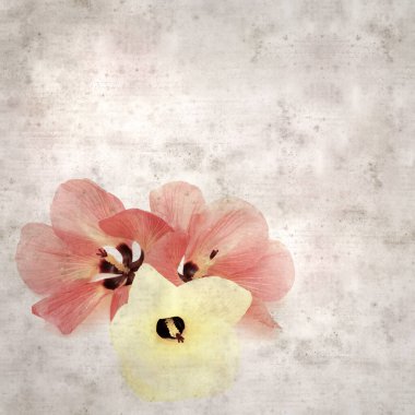 Hibiscus tiliaceus çiçekleri, sahil ambargosu içeren eski ve şık kağıt kaplama arka plan