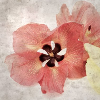 Hibiscus tiliaceus çiçekleri, sahil ambargosu içeren eski ve şık kağıt kaplama arka plan