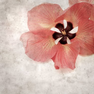 Hibiscus tiliaceus çiçekleri, sahil ambargosu içeren eski ve şık kağıt kaplama arka plan