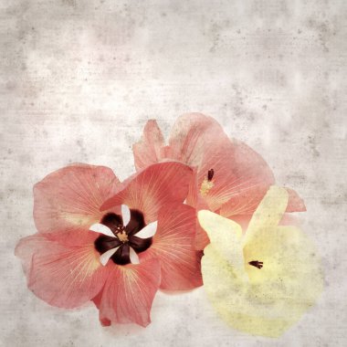 Hibiscus tiliaceus çiçekleri, sahil ambargosu içeren eski ve şık kağıt kaplama arka plan
