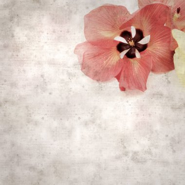 Hibiscus tiliaceus çiçekleri, sahil ambargosu içeren eski ve şık kağıt kaplama arka plan