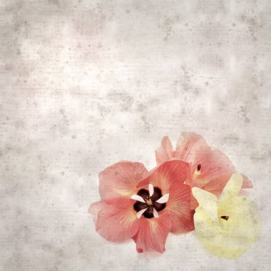 Hibiscus tiliaceus çiçekleri, sahil ambargosu içeren eski ve şık kağıt kaplama arka plan