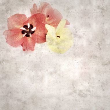 Hibiscus tiliaceus çiçekleri, sahil ambargosu içeren eski ve şık kağıt kaplama arka plan