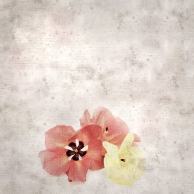 Hibiscus tiliaceus çiçekleri, sahil ambargosu içeren eski ve şık kağıt kaplama arka plan