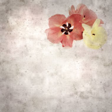 Hibiscus tiliaceus çiçekleri, sahil ambargosu içeren eski ve şık kağıt kaplama arka plan