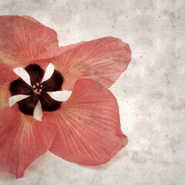Hibiscus tiliaceus çiçekleri, sahil ambargosu içeren eski ve şık kağıt kaplama arka plan