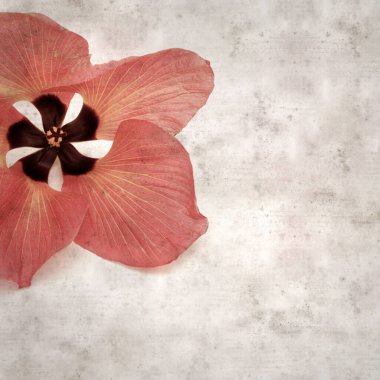 Hibiscus tiliaceus çiçekleri, sahil ambargosu içeren eski ve şık kağıt kaplama arka plan