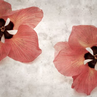 Hibiscus tiliaceus çiçekleri, sahil ambargosu içeren eski ve şık kağıt kaplama arka plan