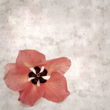 Hibiscus tiliaceus çiçekleri, sahil ambargosu içeren eski ve şık kağıt kaplama arka plan