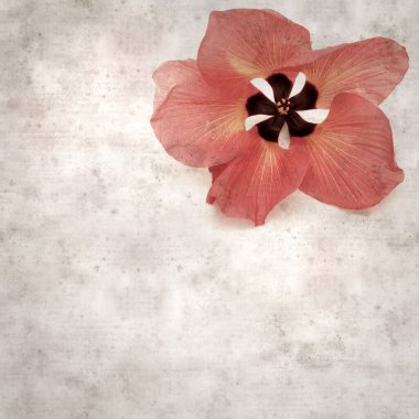 Hibiscus tiliaceus çiçekleri, sahil ambargosu içeren eski ve şık kağıt kaplama arka plan