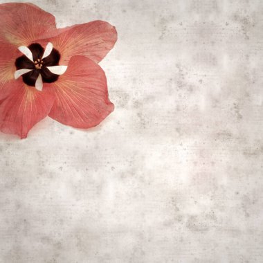 Hibiscus tiliaceus çiçekleri, sahil ambargosu içeren eski ve şık kağıt kaplama arka plan