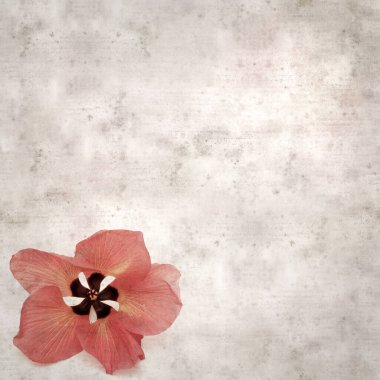 Hibiscus tiliaceus çiçekleri, sahil ambargosu içeren eski ve şık kağıt kaplama arka plan