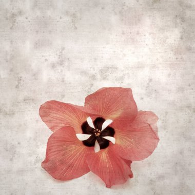 Hibiscus tiliaceus çiçekleri, sahil ambargosu içeren eski ve şık kağıt kaplama arka plan