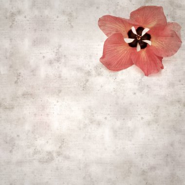 Hibiscus tiliaceus çiçekleri, sahil ambargosu içeren eski ve şık kağıt kaplama arka plan