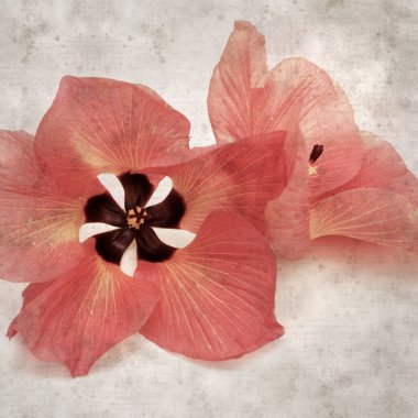 Hibiscus tiliaceus çiçekleri, sahil ambargosu içeren eski ve şık kağıt kaplama arka plan