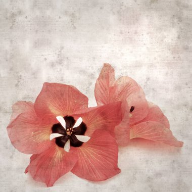 Hibiscus tiliaceus çiçekleri, sahil ambargosu içeren eski ve şık kağıt kaplama arka plan