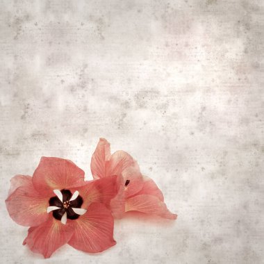 Hibiscus tiliaceus çiçekleri, sahil ambargosu içeren eski ve şık kağıt kaplama arka plan