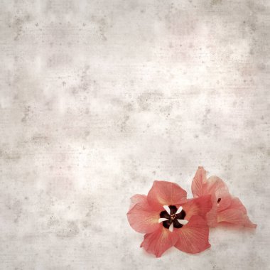 Hibiscus tiliaceus çiçekleri, sahil ambargosu içeren eski ve şık kağıt kaplama arka plan