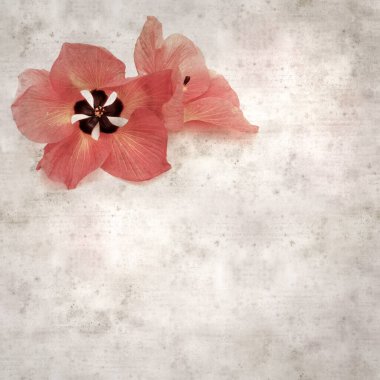 Hibiscus tiliaceus çiçekleri, sahil ambargosu içeren eski ve şık kağıt kaplama arka plan