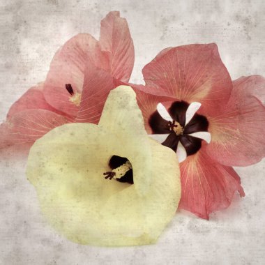 Hibiscus tiliaceus çiçekleri, sahil ambargosu içeren eski ve şık kağıt kaplama arka plan