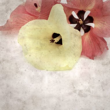 Hibiscus tiliaceus çiçekleri, sahil ambargosu içeren eski ve şık kağıt kaplama arka plan