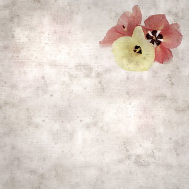 Hibiscus tiliaceus çiçekleri, sahil ambargosu içeren eski ve şık kağıt kaplama arka plan