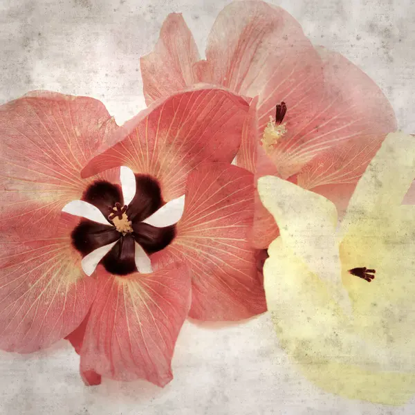 Hibiscus tiliaceus çiçekleri, sahil ambargosu içeren eski ve şık kağıt kaplama arka plan