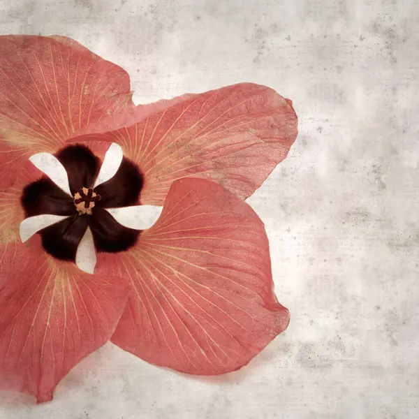 Hibiscus tiliaceus çiçekleri, sahil ambargosu içeren eski ve şık kağıt kaplama arka plan