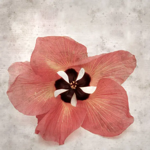 Hibiscus tiliaceus çiçekleri, sahil ambargosu içeren eski ve şık kağıt kaplama arka plan