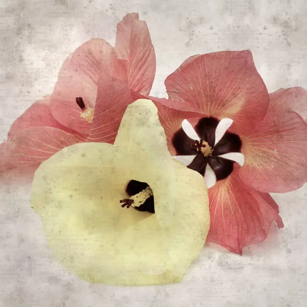 Hibiscus tiliaceus çiçekleri, sahil ambargosu içeren eski ve şık kağıt kaplama arka plan