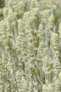 Gran Canaria 'dan Flora - Sideritis dasygnaphala, Gran Canaria' nın beyaz dağ çayı, yaygın, doğal makro çiçekli arka plan