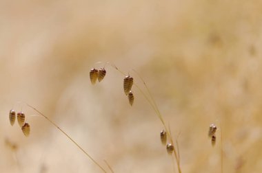 Gran Canaria 'dan Flora - Briza maxima, Büyük titreyen çimen doğal makro çiçek arka planı