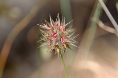 Gran Canaria 'dan Flora - Trifolium stellatum, yıldızlı yonca tohumu doğal makro çiçek arkaplanı