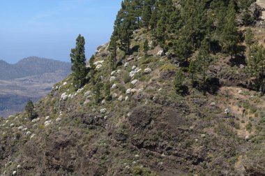 Gran Canaria 'dan Flora - Gonospermum ptarmiciflorum, gümüş tansi, adaya özgü ve Caldera de Tejeda' nın yamacındaki vahşi bir yangından birkaç yıl sonra soyu tükenmekte olan bitkiler.